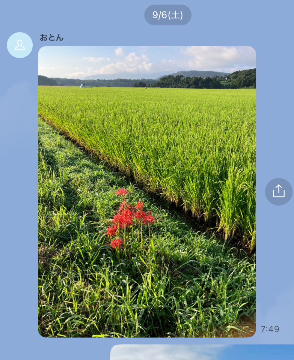 父から送られてきた秋の稲穂の風景